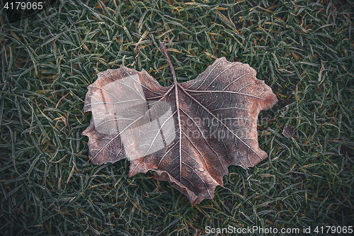 Image of Frozen leaf with beautiful patterns 