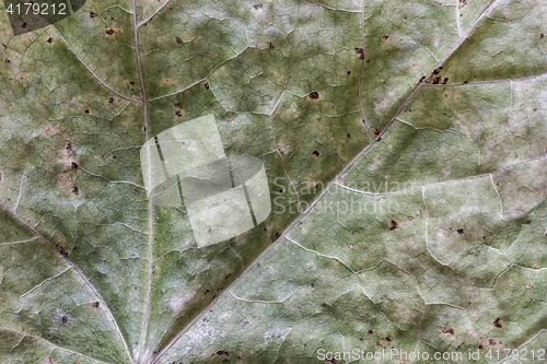 Image of Yellowing withered leaf, background and texture