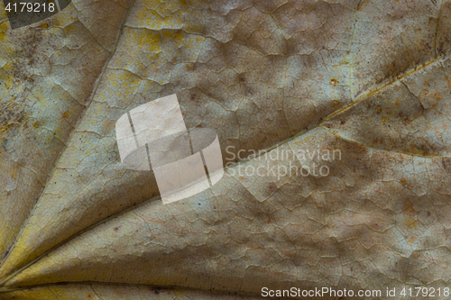 Image of Background and texture of yellowing leaf