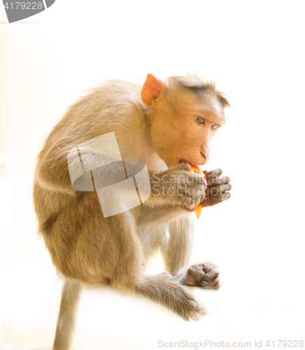 Image of Use vegetables. Monkey with ripe tomato 3