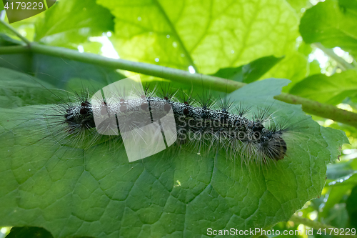 Image of Lymantria dispar caterpillars move in forest.