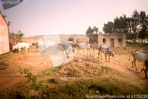 Image of Indian farm in province Andhra Pradesh.