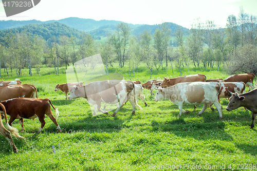 Image of fat herd of cows in a mountainous area is on green grass