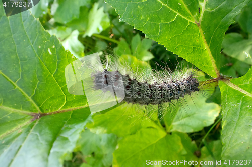 Image of Lymantria dispar caterpillars move in forest.