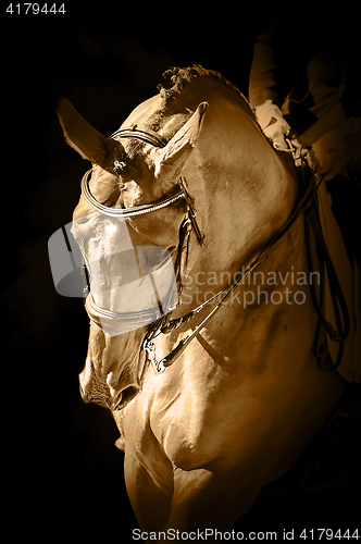 Image of Portrait of a sport dressage horse
