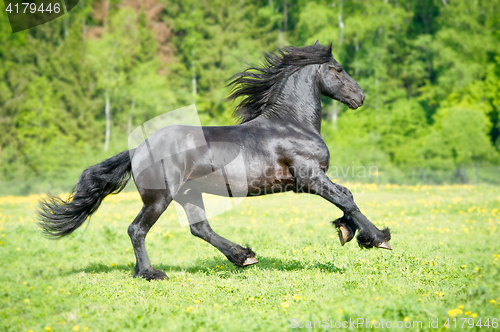 Image of Black Friesian horse runs gallop in summer time