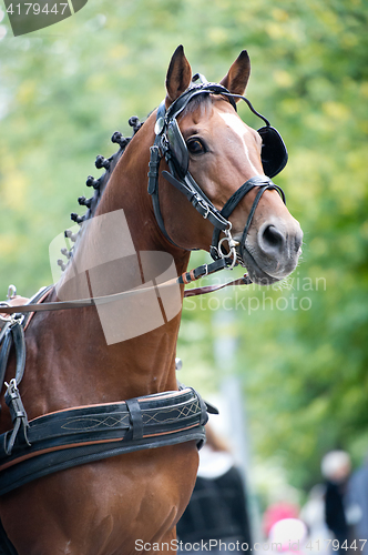 Image of Portrait of bay carriage driving horse