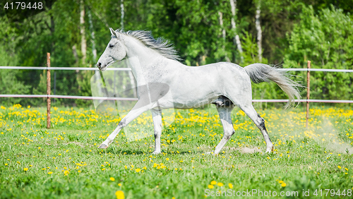 Image of White horse running on the pasture in summer