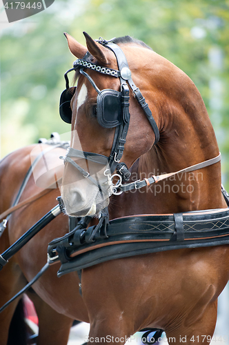 Image of Portrait of bay carriage driving horse