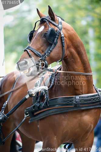 Image of Portrait of bay carriage driving horse