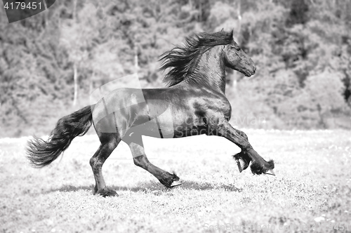 Image of free friesian horse runs , black and white.