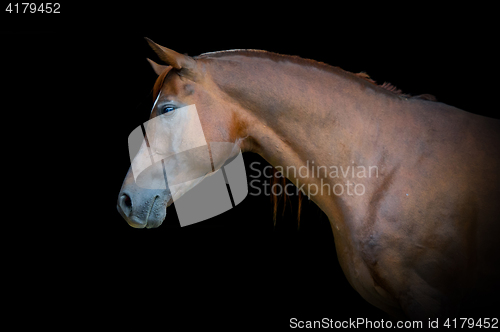 Image of Arabian bay horse portrait on black background