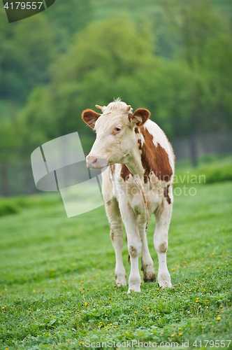 Image of Red-flecked breed calf cow on a green meadow in the early morning