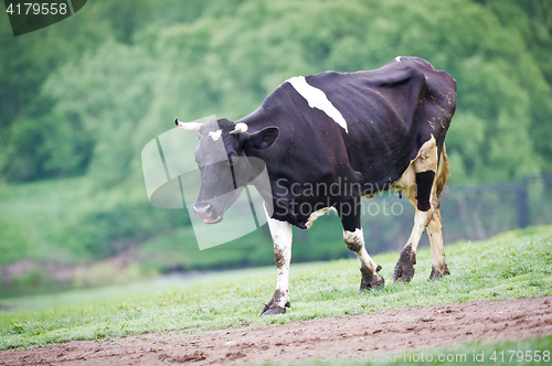 Image of Black-flecked breed cow on a green meadow in the early morning