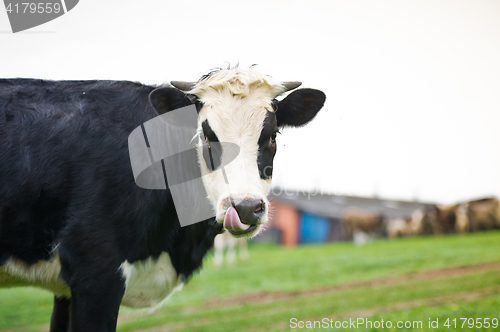 Image of Close-up portrait cow on a meadow