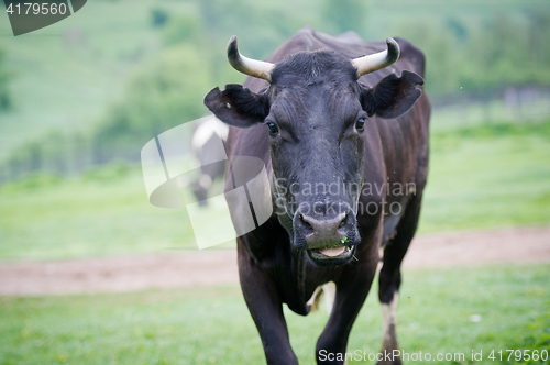 Image of Close-up portrait cow on a meadow