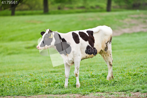 Image of Black-flecked breed calf cow on a green meadow in the early morning