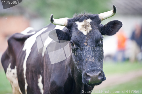 Image of Close-up portrait cow on a meadow