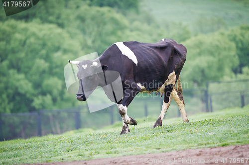 Image of Black-flecked breed cow on a green meadow in the early morning