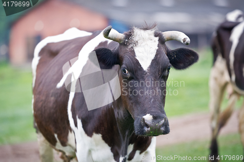 Image of Close-up portrait cow on a meadow