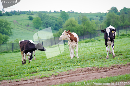 Image of Black-flecked and red-flecked breed three calf cows on a green meadow in the early morning