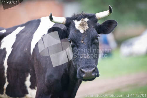 Image of Close-up portrait cow on a meadow