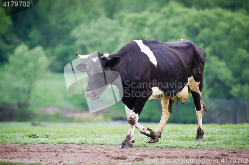 Image of Black-flecked breed cow on a green meadow in the early morning