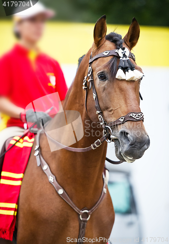 Image of Bay polo pony close up vertical portrate in traditional a spanish decoration outdoor portrait