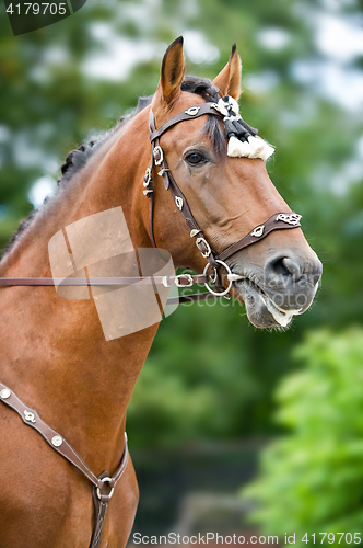 Image of Bay polo pony close up vertical portrate in traditional a spanish decoration outdoor portrait on green background