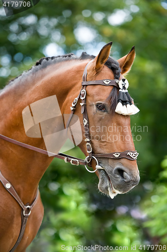 Image of Bay polo pony close up vertical portrate in traditional a spanish decoration outdoor portrait on green background