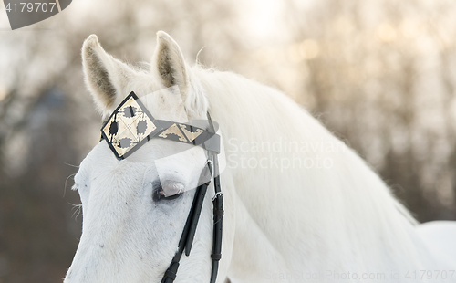 Image of white trotter horse in medieval front bridle-strap outdoor horizontal close up portrait in winter in sunset