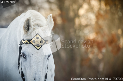 Image of white trotter horse in medieval front bridle-strap outdoor horizontal close up portrait in winter in sunset