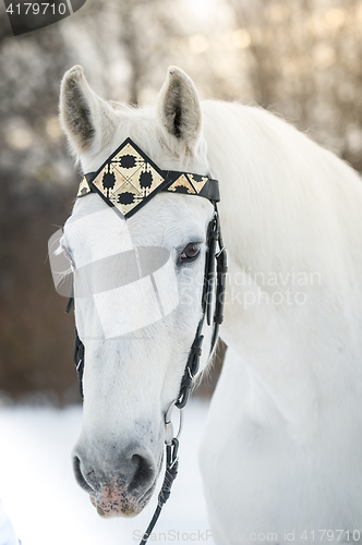 Image of white trotter horse in medieval front bridle-strap outdoor horizontal portrait in winter in sunset