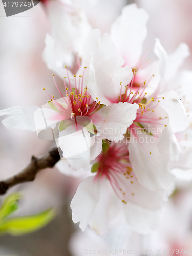 Image of White Cherry Blossom