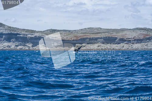 Image of Tail of whale