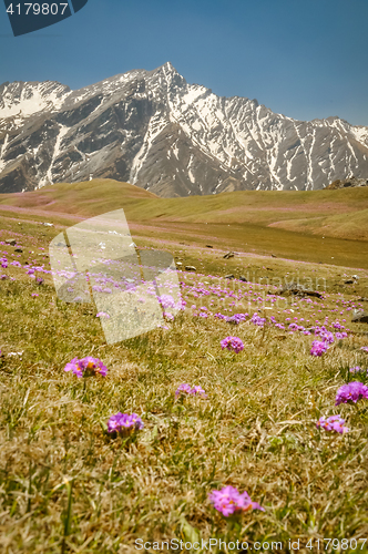 Image of Purple flowers in Nepal