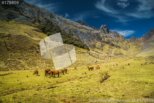 Image of Wild horses in Peru