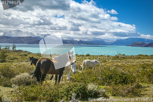 Image of Feeding wild horses