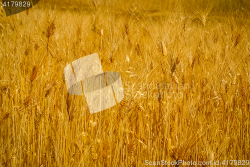 Image of Field of wheat