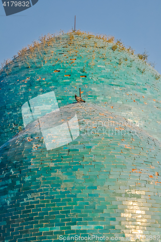 Image of Pigeon on roof