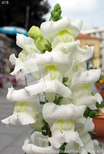 Image of Urban flower