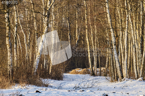 Image of Birch forest in winter