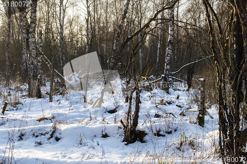 Image of Birch forest in winter