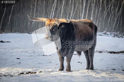 Image of Aurochs in snow