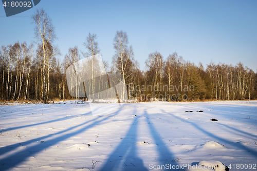 Image of Birch forest in winter