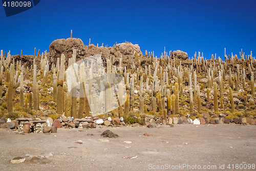 Image of Cactuses in Bolivia