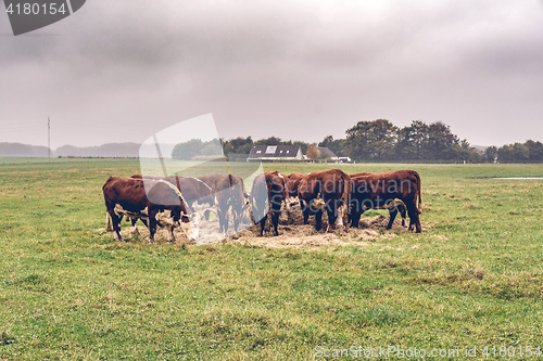 Image of Hereford cows eating hay on a green field