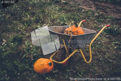 Image of Pumkin harvest with a wheelbarrow