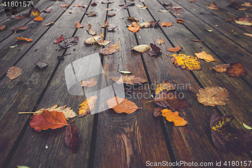 Image of Autumn season with colorful autumn leaves