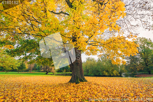 Image of Large tree in a park in autumn